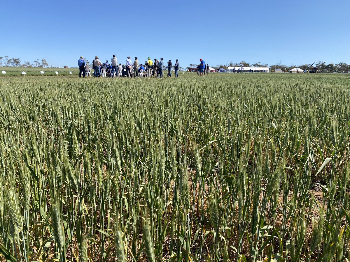LongReach Plant Breeders (@breedersplant) on Twitter photo Thanks to the <a href="/HartFieldDay/">HartField-SiteGroup</a> team for pulling off another great event! Appreciate the interest in LongReach wheat varieties and discussing the topical issues of the season. Thanks to the <a href="/HartFieldDay/">HartField-SiteGroup</a> team for pulling off another great event! Appreciate the interest in LongReach wheat varieties and discussing the topical issues of the season.