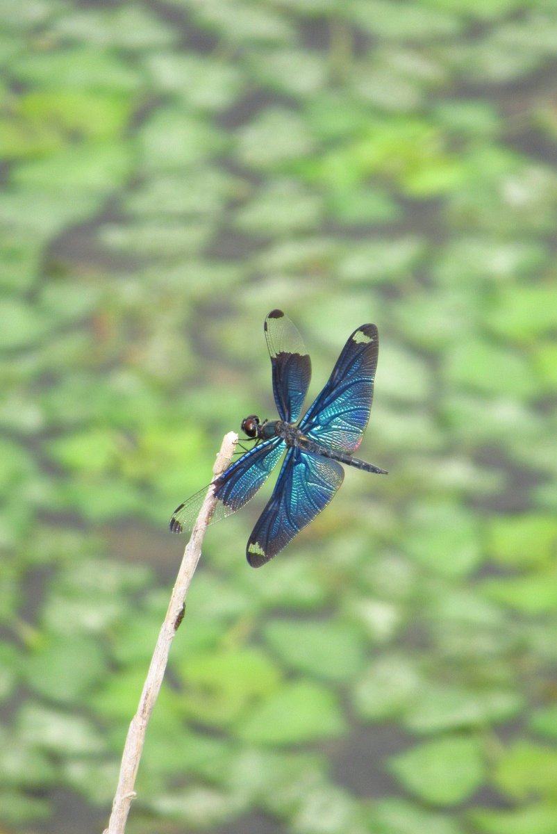 大学受験期、塾に行く途中に撮ったチョウトンボ
あまりにも綺麗です。