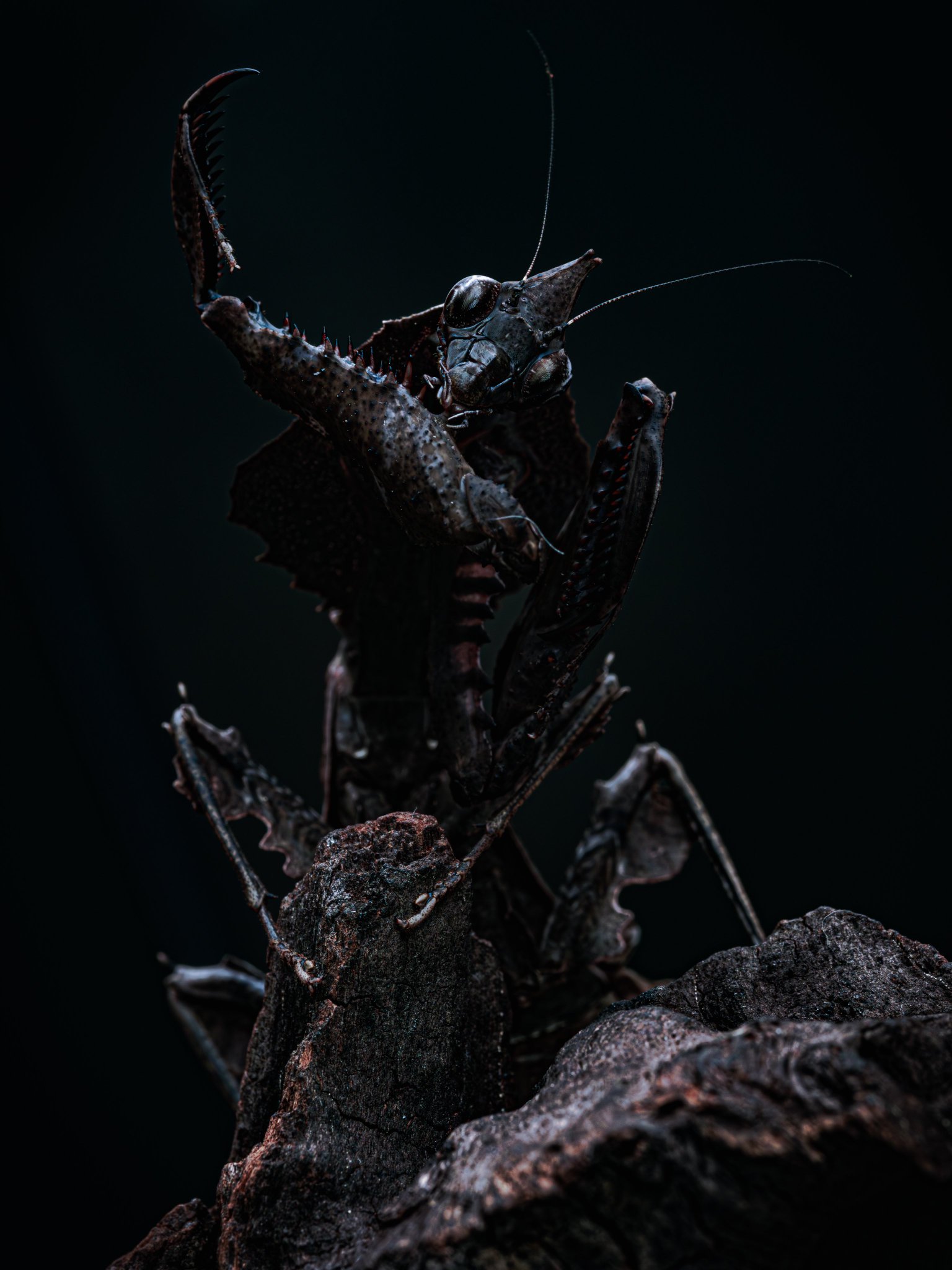ピカソ　リトグラフ　カマキリ m60310886691_1.jpg?1703000626