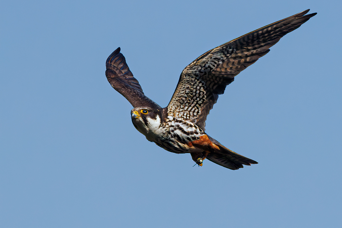 Derek Lees (@derek_lees) on Twitter photo Hobby (Falco subbuteo) Taken at Ladywalk NR (WMBC members only), North Warwickshire, UK. 16/09/2024.
Appears to be just 1 bird left, after watching for 6.5hrs #Hobby #BirdofPrey
@Ladywalk_nr
<a href="/WestMidBirdClub/">West Midland Bird Club</a>
@WestMidsBirding Hobby (Falco subbuteo) Taken at Ladywalk NR (WMBC members only), North Warwickshire, UK. 16/09/2024.
Appears to be just 1 bird left, after watching for 6.5hrs #Hobby #BirdofPrey
@Ladywalk_nr
<a href="/WestMidBirdClub/">West Midland Bird Club</a>
@WestMidsBirding