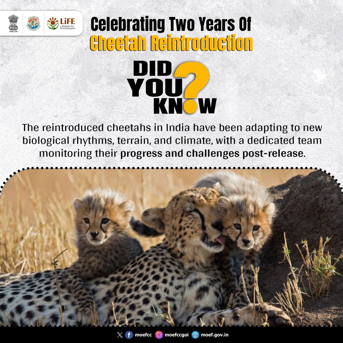 moefcc's tweet photo. Cheetahs in India have been adapting to their surroundings, with a dedicated team monitoring them.
#TwoYearsOfCheetahs https://t.co/mdaU4xNoUO