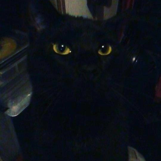 j4n3lh's tweet photo. #despiertaconchv Muy buenos días Kari y Roberto, otra mañana despertando con ustedes! Que tengan una excelente jornada y ojalá puedan descansar un poco estos días!!.
P.d: Roberto, ya llegará el gato o perro que te robe el ❤️,  No pierdo la fe jajaja!. https://t.co/ILcr9qrOIO