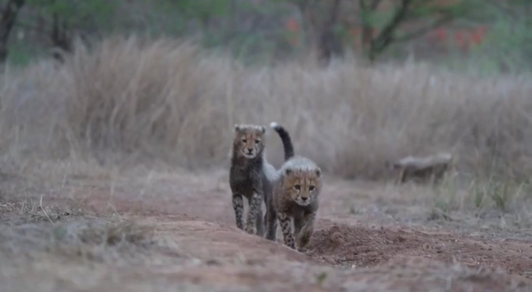 What lies ahead for the #cheetah project 
thewildlifeindia.com/2024/09/Future…
<a href="/CCFCheetah/">Cheetah Conservation Fund</a>
<a href="/koustubh_sharma/">Koustubh Sharma</a> <a href="/moefcc/">MoEF&CC</a> <a href="/cheetah18092022/">नामीबियन चित्ता</a>