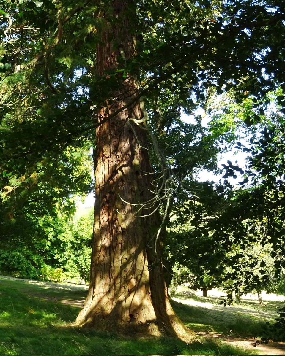 niaga_hijau's tweet image. Magical sunlight dancing around
a wonderful old #redwood tree.
"In all things of nature there is something of the marvellous." - Aristotle
#thicktrunktuesday
#nature #trees #photography
#treelovers #naturephotography
#art #naturelovers .. 🌱🌳💚🕊