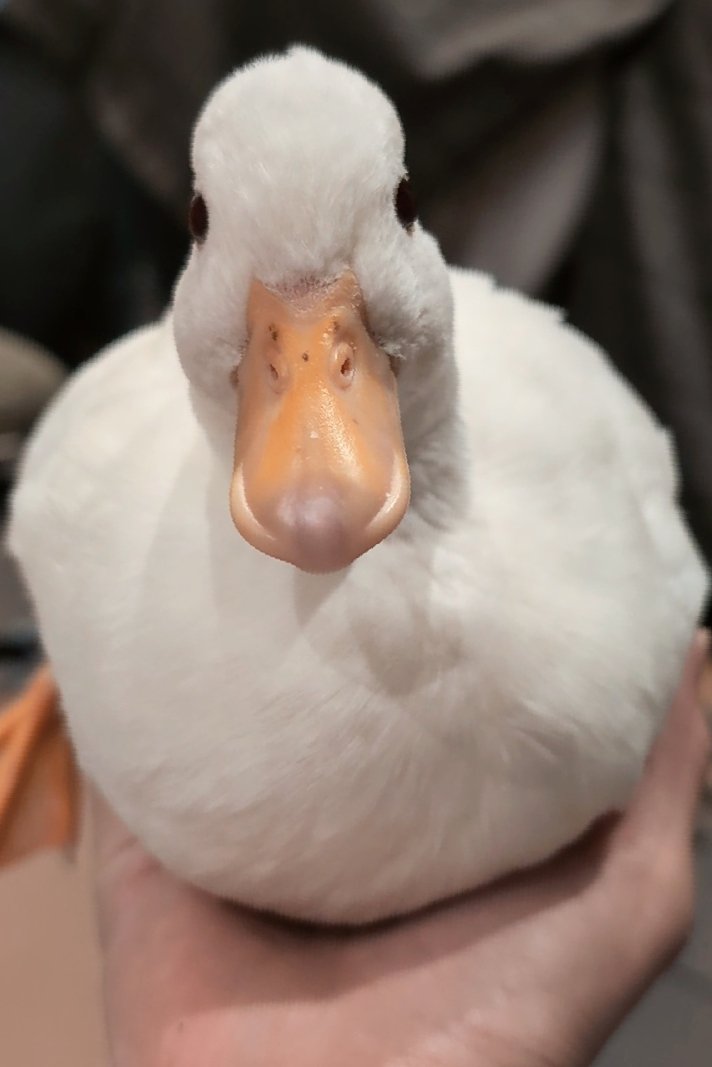 コールダックのしらたま🍫 (@shiratama_duck) / Posts / X