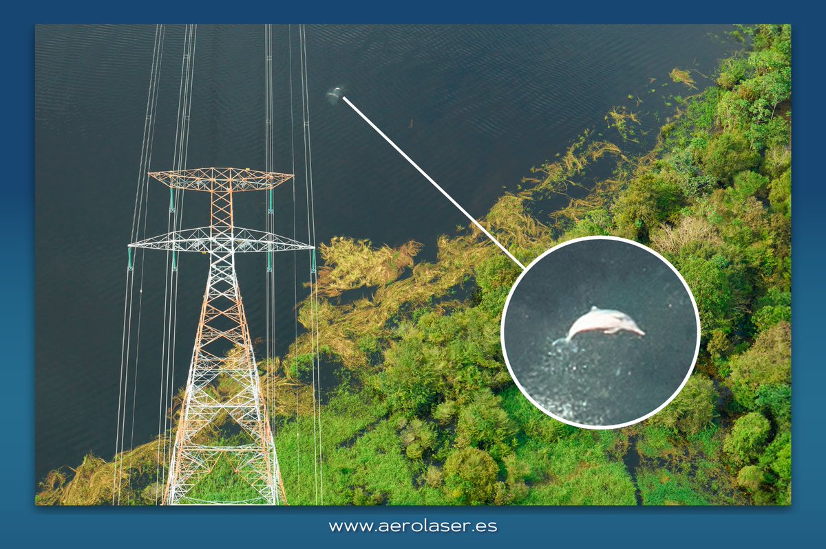 ¡Un delfín nos ha saludado durante una inspección en Manaos 🐬📸! Nuestro AeSystem capturó este momento inesperado mientras revisábamos las líneas eléctricas. 

A veces, todo se trata de estar en el lugar adecuado en el momento oportuno✨