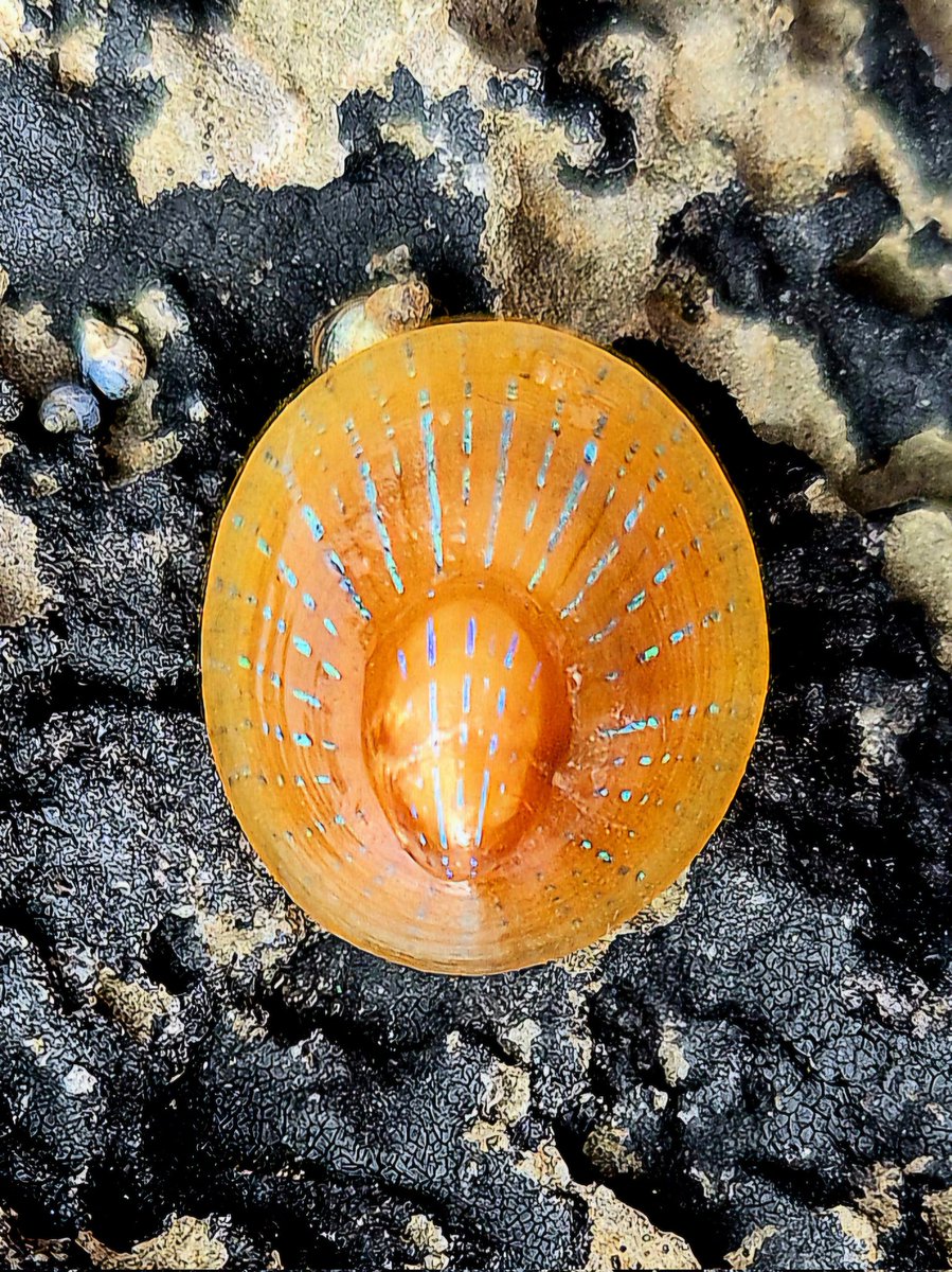 cormac_mcginley's tweet image. "A Shoreline Sunburst."
Have found a few of these adult Blue-rayed Limpets (Patella pellucida) recently. This one has the most impressive markings yet!! 
County Clare, Ireland.