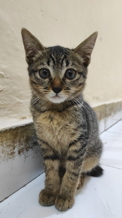 petsfess's tweet photo. pets! bantu kasih nama doong guys, ini kcg jatoh dr langit2 dapur gue sampe roboh tripleknya😭pas liat mukanya gatega.. jd pengen rawat.. https://t.co/3gbmkAZcR6