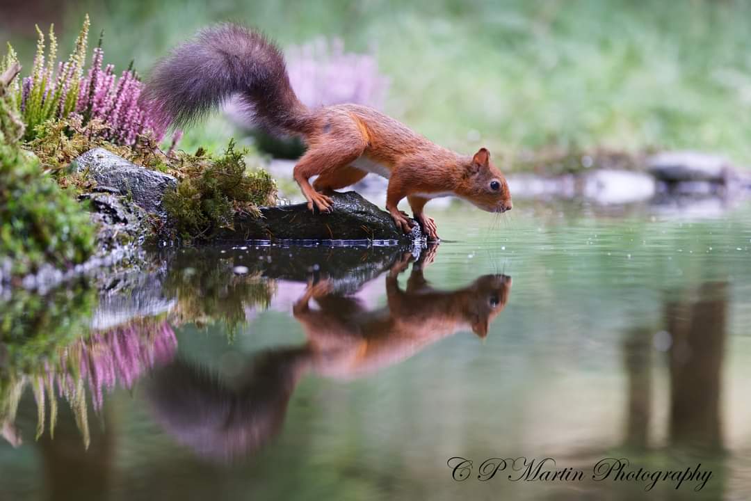 chris martin (@chris5394) on Twitter photo In north Yorkshire at the weekend photographing the adorable Red Squirrels. Looking forward to photographing them again in the winter with their tufted ears.
<a href="/BBCSpringwatch/">BBC Springwatch</a> <a href="/WildlifeMag/">BBC Wildlife</a> <a href="/BBCCountryfile/">BBC Countryfile</a> <a href="/WildArtPOTY/">WildArt Photographer of the Year</a> In north Yorkshire at the weekend photographing the adorable Red Squirrels. Looking forward to photographing them again in the winter with their tufted ears.
<a href="/BBCSpringwatch/">BBC Springwatch</a> <a href="/WildlifeMag/">BBC Wildlife</a> <a href="/BBCCountryfile/">BBC Countryfile</a> <a href="/WildArtPOTY/">WildArt Photographer of the Year</a>