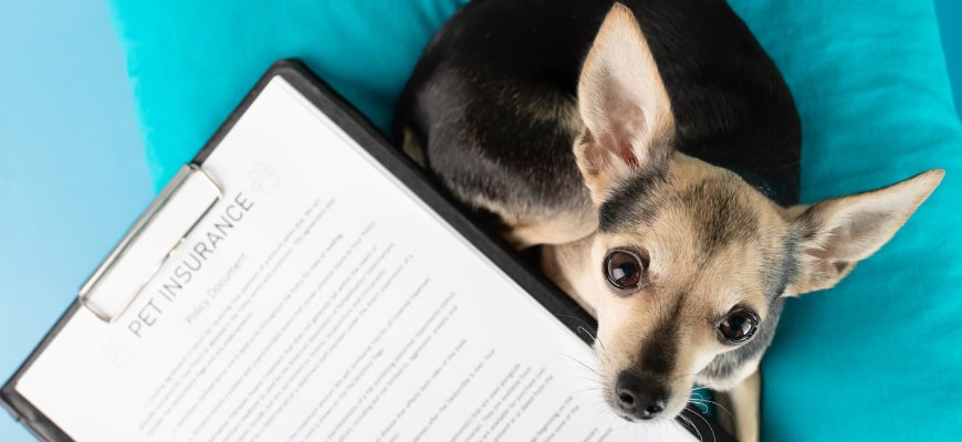 WOOF! Services tweet media