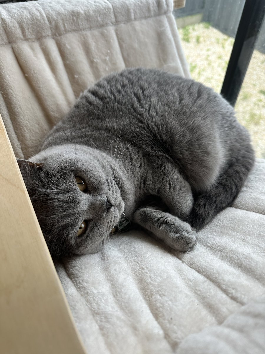 renaitreve's tweet photo. cats really have a knack of knowing when you’re feeling awful. one meow from this old man as we lock eyes and it’s game over… i will stop grovelling and pick you up. https://t.co/u2BMXHHTCO