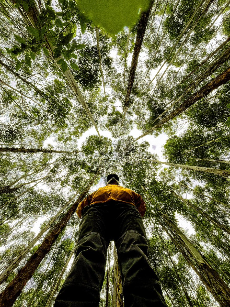 iamalexkamau's tweet image. Photography Tip📸 - Play with Perspective!

Alone in the forest with no one around to snap your picture? Skip the selfie! Try putting your phone down, camera pointing up, in Wide Angle mode for a unique shot.

Do this 👍                      Don’t do this👎