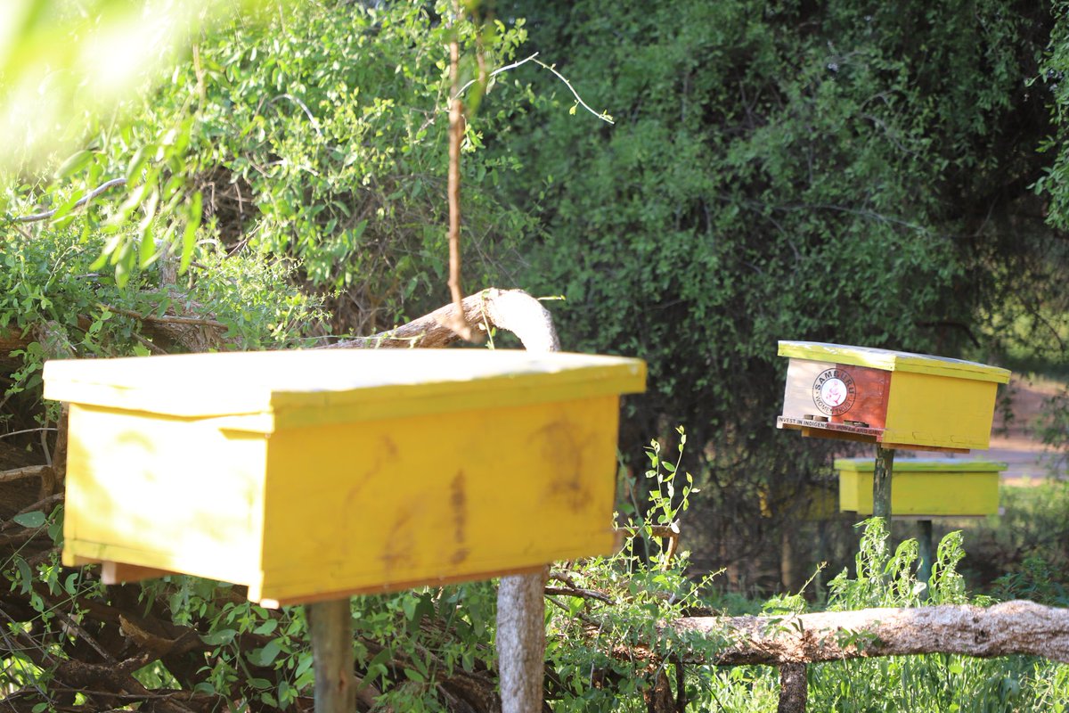 SAMBURU WOMEN TRUST (@samburuwtrust) on Twitter photo Empowerment involves providing knowledge,tools and support for self-determination. We uplift indigenous women through skills in kitchen gardening and honey harvesting, while also promoting environmental stewardship via tree-planting and climate mitigation strategies.<a href="/JaneMeriwas/">Jane Meriwas HSC</a> Empowerment involves providing knowledge,tools and support for self-determination. We uplift indigenous women through skills in kitchen gardening and honey harvesting, while also promoting environmental stewardship via tree-planting and climate mitigation strategies.<a href="/JaneMeriwas/">Jane Meriwas HSC</a>