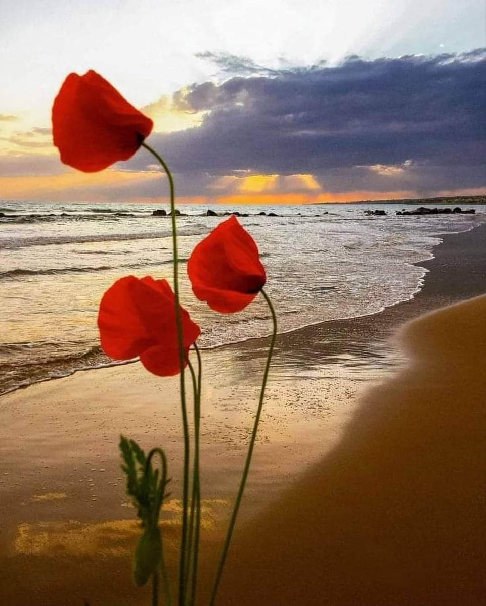 Good morning 🌹☕🌿☀️💖