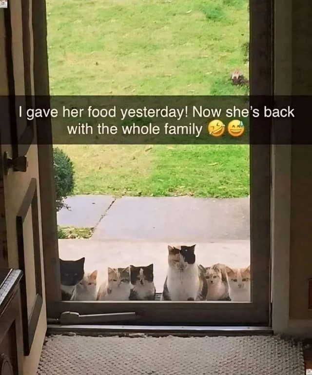 Posts Of Cats tweet media