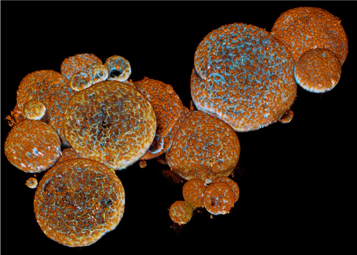 Hans Clevers (@hansclevers) on Twitter photo Looking for PhD students/postdocs for my newly opened lab at the Institute of Human Biology of #Roche in Basel. We work on human lung, liver and gut #organoids. Send email + CV + motivation letter to hans.clevers@roche.com with header #IHB institutehumanbiology.com Looking for PhD students/postdocs for my newly opened lab at the Institute of Human Biology of #Roche in Basel. We work on human lung, liver and gut #organoids. Send email + CV + motivation letter to hans.clevers@roche.com with header #IHB institutehumanbiology.com