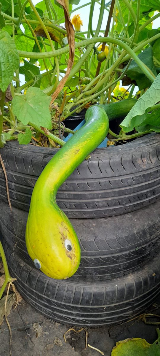 We have a snake in our polytunnel … It’s a huge summer squash also knows as a trombocino snake gourd.