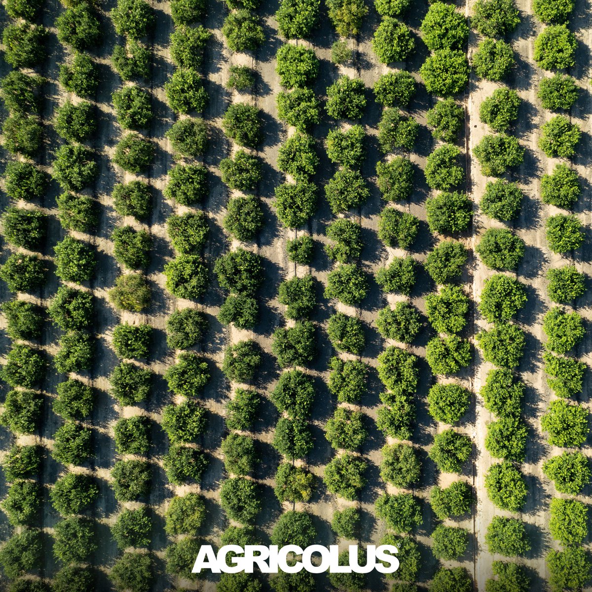 📏 Osservando la Natura ne abbiamo notato la capacità di crescere, modificando la sua struttura. 

🌱 Stiamo lavorando a qualcosa che, come la Natura, sia in grado di cambiare e muoversi quando serve.

#comingsoon
#Agricolus #agtech #agricolturadiprecisione #aziendaagricola