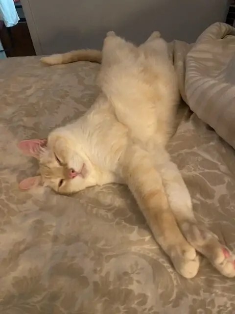 The post Join Tummy Rub Tuesday Week 500 for Cute Cat Photos and Fun Stories appeared first on Katzenworld - Welcome to the world of cats!. 

Welcome to Tummy Rub Tuesday! Share your cat's cutest photos with us by emailing… dlvr.it/TDKf5r via <a href="/PawPrintsBelize/">Paw Prints Belize</a>