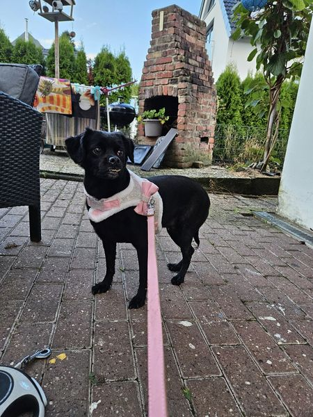 Diese 3 wurden im Wurmtal am Betonklotz festgebunden gefunden. Panisch und unterkühlt! Weit und breit niemand zu sehen. Keine Marken,keine Nummern. Wer sie kennt oder Infos zu den Haltern machen kann bitte bei der Polizei oder im Tierheim Aachen Telefon: +49 241 9204250 melden!