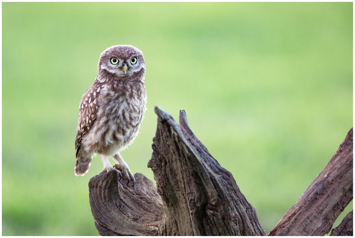 #ERGABlog |🦉🧬 Researchers from <a href="/Globe_UCPH/">Globe Institute</a> are analyzing the #genomes of modern, recent, and historical little #owls across Europe, uncovering valuable insights into the species' adaptive potential and evolution. 
👉erga-biodiversity.eu/post/enhancing…

<a href="/HernMoral/">Hernán Morales</a> <a href="/evohologen/">Center for Evolutionary Hologenomics</a> <a href="/BioGenEurope/">Biodiversity Genomics Europe (BGE)</a>