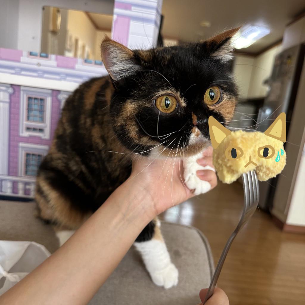 호박떡이 호박떡을.....!