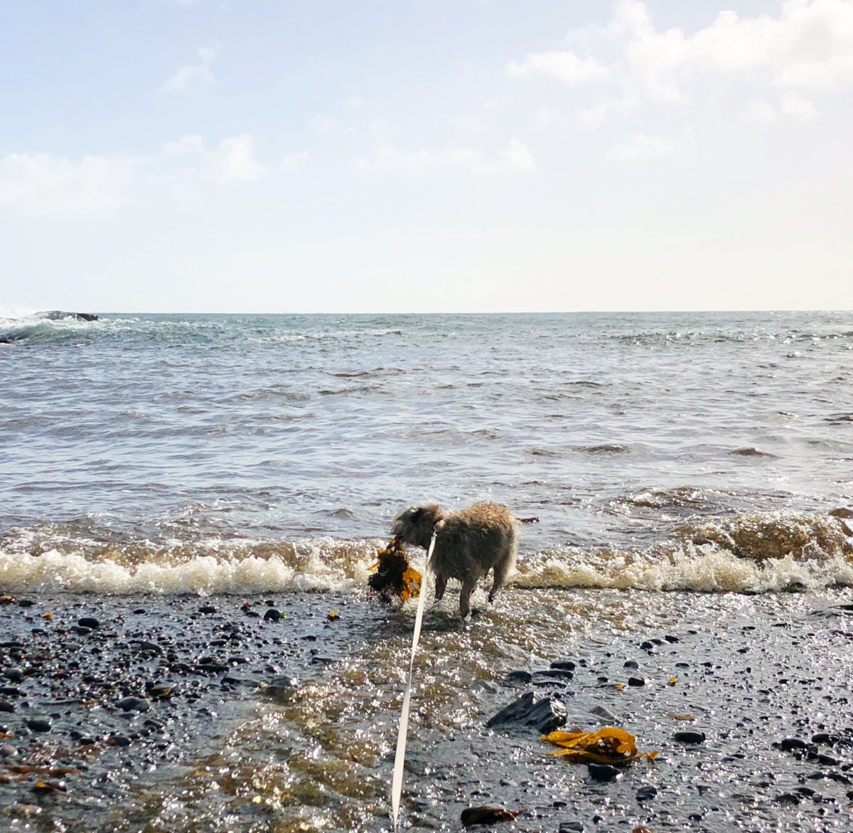 Freddie_BT (@freddie_bt) on Twitter photo We livs a long way fwom da sea n only gets to da beach on olibobs so in memory of gawjuss Jilly beloved companion of <a href="/HaggisAdele/">Adele (former staff to Lord Monty and Jilly 🌈)</a> ere are some archive pics of us at da seaside. #jillysbeach #btposse We livs a long way fwom da sea n only gets to da beach on olibobs so in memory of gawjuss Jilly beloved companion of <a href="/HaggisAdele/">Adele (former staff to Lord Monty and Jilly 🌈)</a> ere are some archive pics of us at da seaside. #jillysbeach #btposse