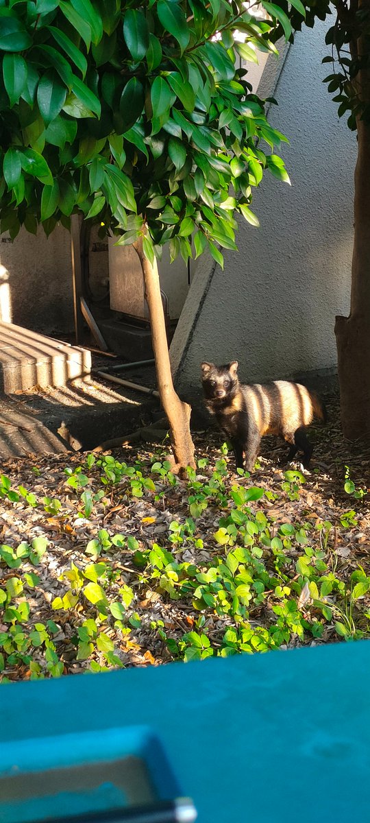 不是，怎么还能在市里面见到狸猫的😂奇特的人生经历+1