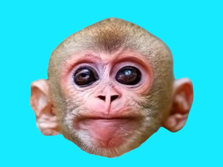 <a href="/Altsteinn/">💎ALTSTEIN TRADE💎</a> <a href="/bonkeyonsolana/">Bonkey on SOL</a>
Remember the name $BONKEY 
Bullish CTO 
Website: bonkey.wtf
📃 CA: 
6y4rgKVoPUc8HMcnWfca8siuBa3gAjxNaRrHxVmMpump