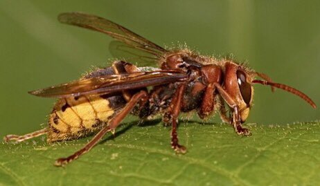 #gardeners! #hornets #hornetnest #europeanhornet with a young child next door, should we remove the nest in our UK garden? Opinions anyone? 😊🙏