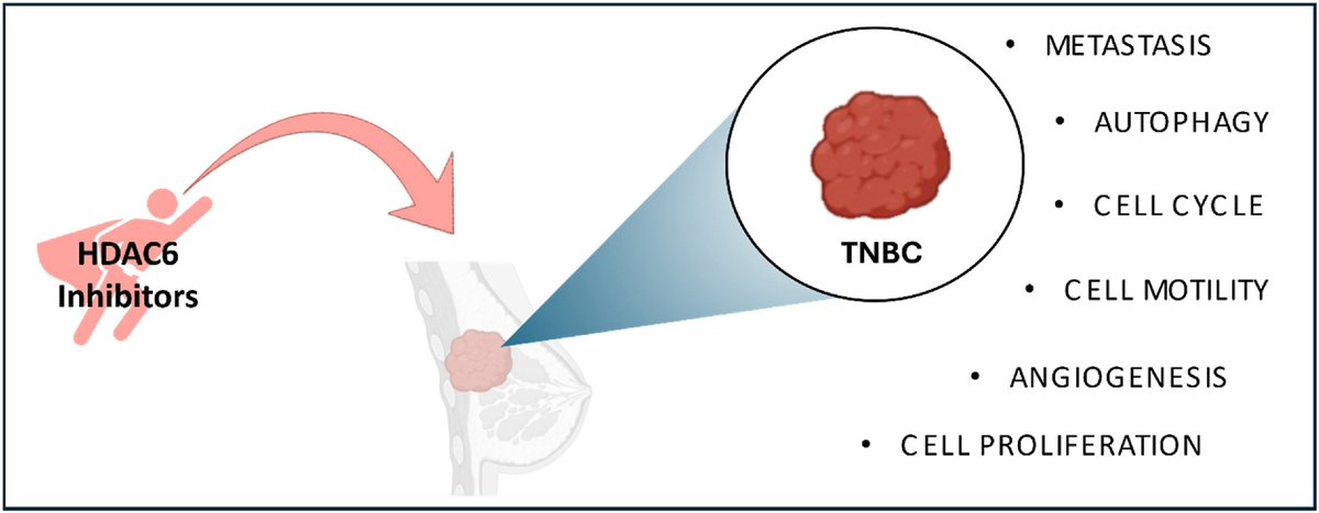 BrindisiMarghe's tweet photo. Just like all roads lead to Rome...most of the mechanisms underlying #TNBC converge on #HDAC6 as a common thread and a valuable therapeutic target.
Read our last review at:
https://t.co/WISnXmdlQ3
and....stay tuned for more evidence coming from #SPOTSLab @DeptPharm_Unina https://t.co/U16CQpfQDs