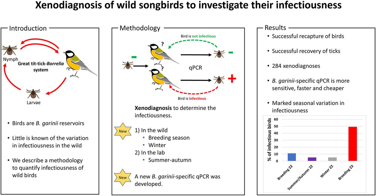 Jens Zarka (@jenszarka) on Twitter photo Out now <a href="/crpvbd/">CR in Parasitology & Vector-Borne Diseases</a> our methodological study "Xenodiagnosis in the wild: A methodology to investigate infectiousness for tick-borne bacteria in a songbird reservoir"
doi.org/10.1016/j.crpv… Out now <a href="/crpvbd/">CR in Parasitology & Vector-Borne Diseases</a> our methodological study "Xenodiagnosis in the wild: A methodology to investigate infectiousness for tick-borne bacteria in a songbird reservoir"
doi.org/10.1016/j.crpv…
