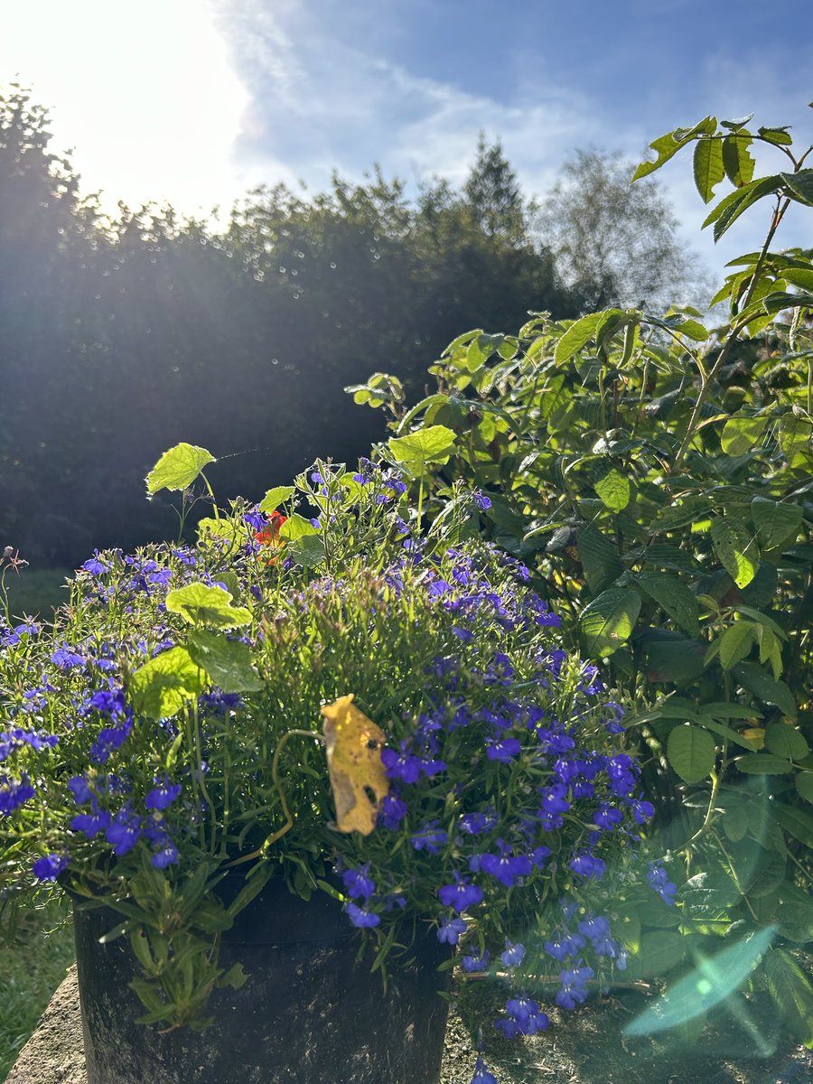 samanthaHall35's tweet image. Good Morning 🌅, blue sky 🌌 is out and it’s beautiful day, put is it during and the birds are singing, woke up to love blue sky this morning. It’s going to be beautiful day for it. Based in Brechfa #brechfa #walks #lovelywalk #wales #carmarthenshire