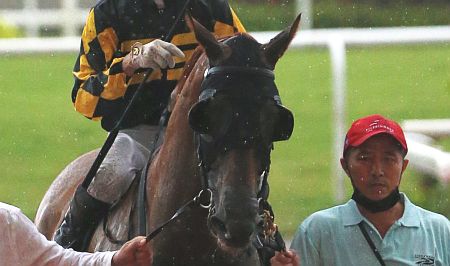 Singapore Turf Club (@sgturfclub) on Twitter photo Golden Monkey out of Gold Cup dlvr.it/TDKnSZ Golden Monkey out of Gold Cup dlvr.it/TDKnSZ