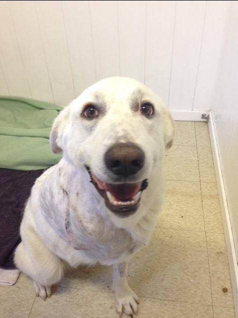 𝕏 Dogs tweet media