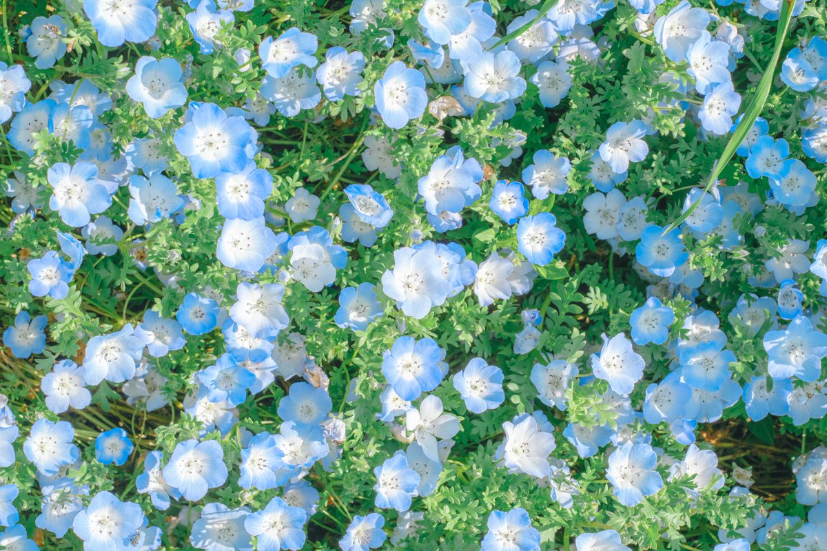 花色のカラーパレット。