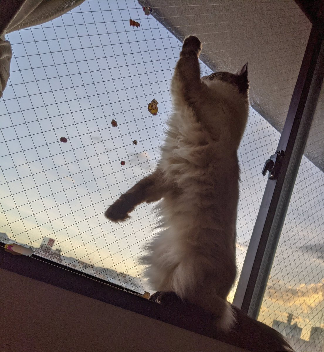 孫ちゃんが貼ったぷくぷくシールに興味津々のまるちゃん
孫ちゃんまるちゃんが遊んで2度美味しい笑
#ラグドール
#シール遊び
#ねこのいる幸せ