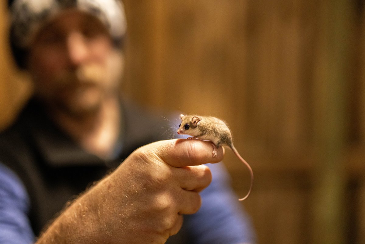Prof. Euan Ritchie (@euanritchie.bsky.social) (@euanritchie1) on Twitter photo My hand. A western pygmy possum.
Australia's wildlife is truly remarkable.
I'll never stop being amazed, and I'll never stop working for a brighter conservation future.
#WildOz
š·: Sam O'Reilly - <a href="/ascentmediaau/">Ascent Media</a> My hand. A western pygmy possum.
Australia's wildlife is truly remarkable.
I'll never stop being amazed, and I'll never stop working for a brighter conservation future.
#WildOz
š·: Sam O'Reilly - <a href="/ascentmediaau/">Ascent Media</a>