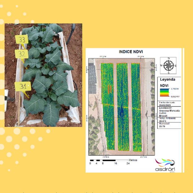 DigitalRiego's tweet image. 1⃣Se ha demostrado imprescindible el establecimiento de un #protocolo 🗂️ multiescala para la determinación del vigor vegetativo del cultivo mediante🍂índices de vegetación para la integración de datos remotos 🛰️obtenidos desde múltiples plataformas #FEDER #RetoIvaceInnova @GVAavi