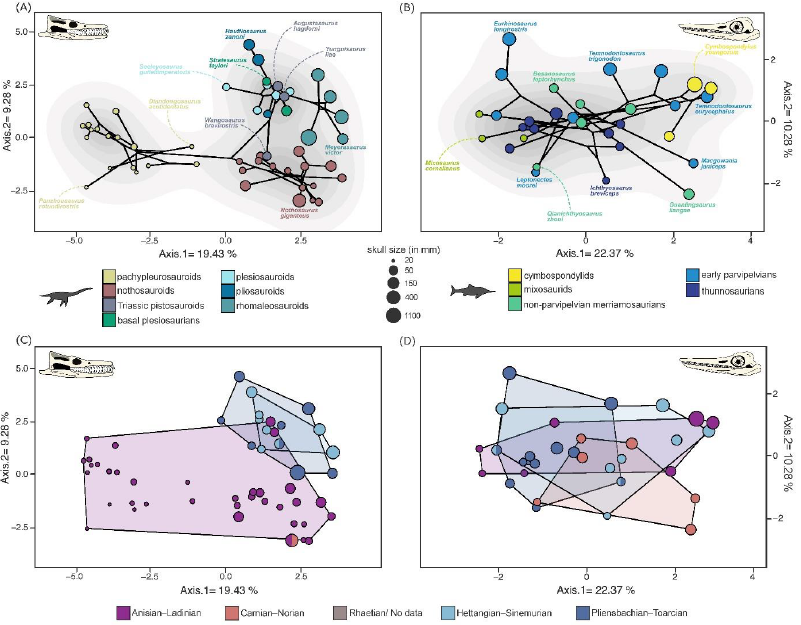 🚨 New paper out now in <a href="/journal_evo/">Evolution Journal</a>! 🚨 Our intl team led by <a href="/LabouryA/">Laboury Antoine</a> demonstrates contrasting macroevolutionary patterns in iconic #marinereptiles—#ichthyosaurs and #eosauropterygians—across the #Triassic–#Jurassic transition 🌊🦎📈 Accepted manuscript: tinyurl.com/4dbdp43h