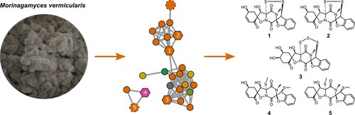MS_fungi's tweet photo. https://t.co/t3aErMvWBw  J Nat Prod just published another paper on new thiodiketopiperazines from a hitherto unexplored fungal genus. Congrats to @YasMarinFelix and all other co-authors! https://t.co/ub0ELam2A0