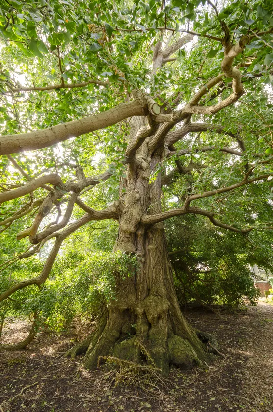 Universiteit Leiden (@unileiden) on Twitter photo Ginkgo biloba in de <a href="/HortusLeiden/">Hortus Leiden</a> is genomineerd voor Boom van het Jaar! 🌳In 1785 is de boom geplant, wat hem een van de oudste van deze soort in Europa maakt. Stemmen kan via onderstaande link. 🗳️
hortusleiden.nl/nieuws/ginkgo-… Ginkgo biloba in de <a href="/HortusLeiden/">Hortus Leiden</a> is genomineerd voor Boom van het Jaar! 🌳In 1785 is de boom geplant, wat hem een van de oudste van deze soort in Europa maakt. Stemmen kan via onderstaande link. 🗳️
hortusleiden.nl/nieuws/ginkgo-…
