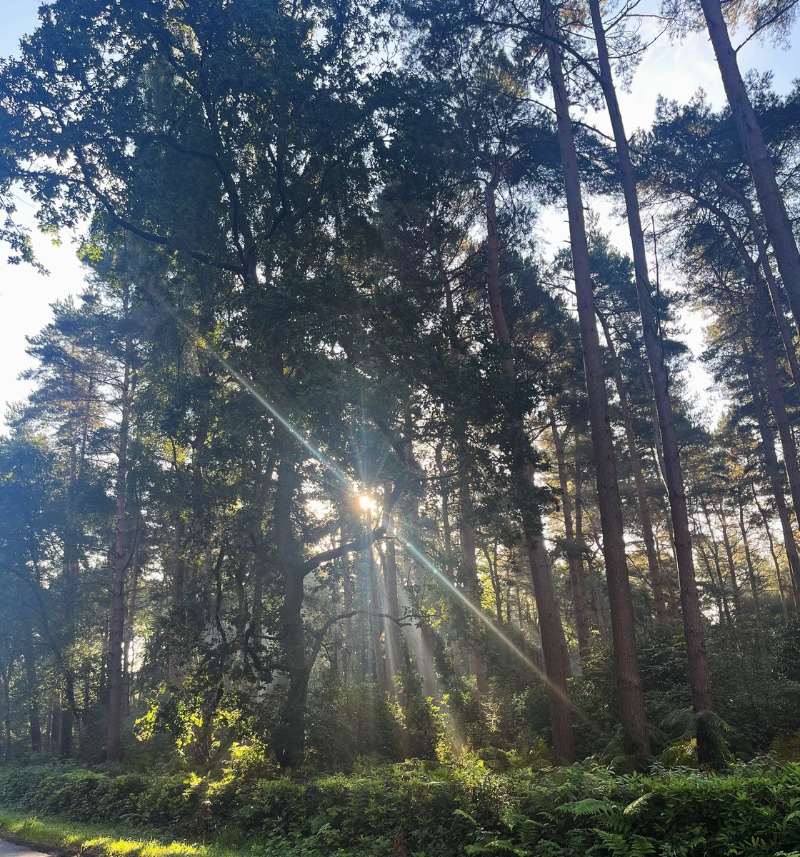 Sunlight through the trees this morning ☀️