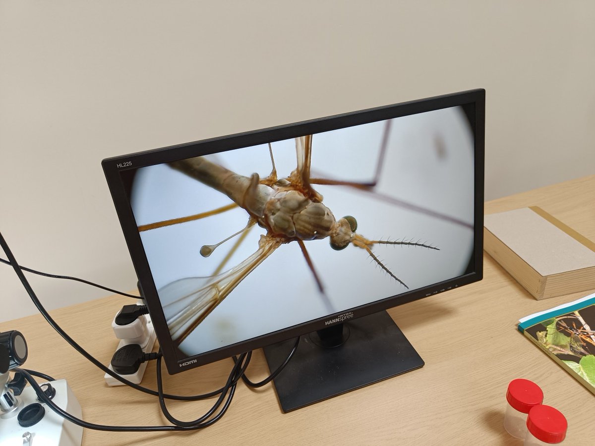Last Saturday, we had the pleasure of <a href="/RyanM_Sussex/">Ryan Mitchell</a>'s company in <a href="/microwildhq/">microWild</a> as he taught us all about Craneflies.
It was a little windy, but we still found plenty of species on the estate, including a Phantom Cranefly.
An excellent course and a great day!