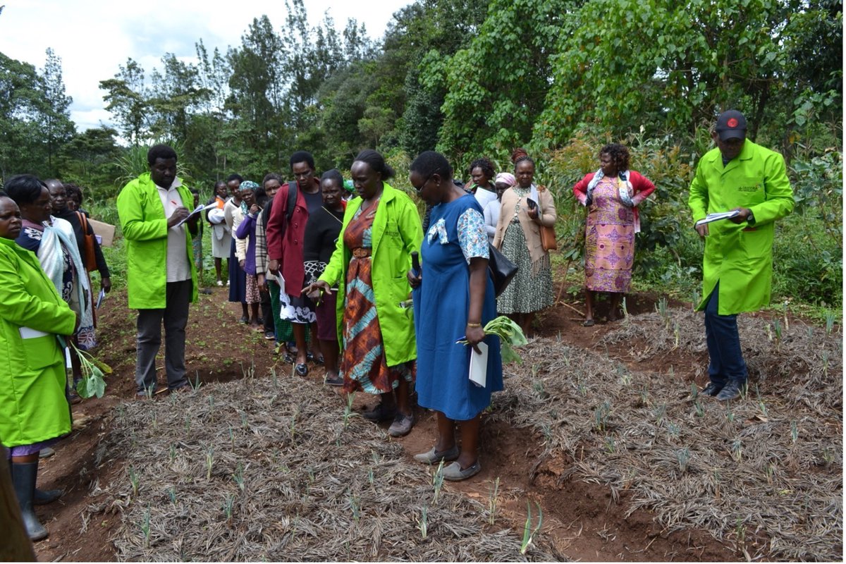 2/3 100+ women &amp; men joined a farmer-led field day in Bomet County, Kenya on 14 Sept. Pioneer climate adaptation household members led demonstrations on feed &amp; fodder, food diversification, manure management, poultry, kitchen garden &amp; animal health.

cgiar.org/news-events/ne…
