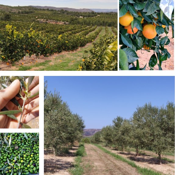 DigitalRiego's tweet image. 2⃣ Se han monitoreado con diversos sensores a nivel de terreno parámetros fisiológicos en 🍊 y🫒en los que se han empleado nuevas tecnologías y técnicas de riego eficiente. Resultados productivos ➕ con una ➖huella hídrica. #FEDER #RetoIvaceInnova @GVAavi