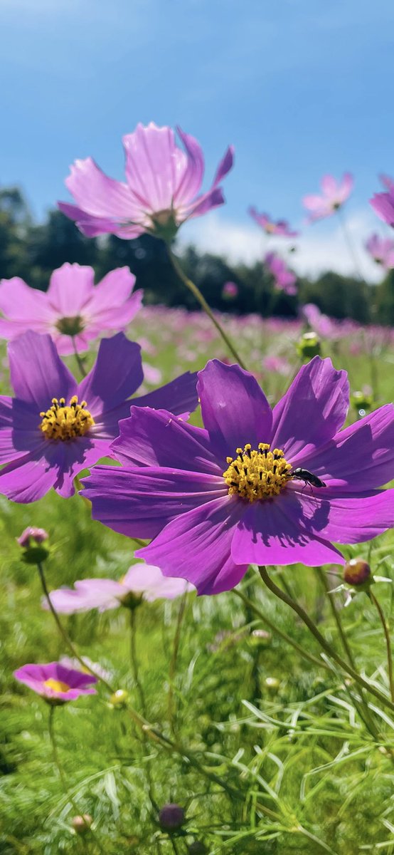 昨日、滝野すずらん丘陵公園に行ってきました😀北海道ドッグフェスタ🐶コスモスフェスタ🌸イベント開催と天候も良くたくさんの方が来園😄

虫？昆虫🐞？映ってのわかるかな？😁