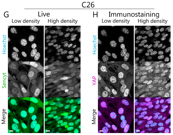 J Cell Science (@j_cell_sci) on Twitter photo .<a href="/i_GraneroMoya/">Ignasi Granero-Moya</a>, <a href="/AndreuIon/">Ion Andreu</a>, <a href="/PCusachs/">Pere Roca-Cusachs</a> & colleagues find that nucleocytoplasmic transport senses mechanical forces independently of cell density in cell monolayers. #OpenAccess #ReadAndPublish
Highlight: journals.biologists.com/jcs/article/13…
Article: journals.biologists.com/jcs/article/13… .<a href="/i_GraneroMoya/">Ignasi Granero-Moya</a>, <a href="/AndreuIon/">Ion Andreu</a>, <a href="/PCusachs/">Pere Roca-Cusachs</a> & colleagues find that nucleocytoplasmic transport senses mechanical forces independently of cell density in cell monolayers. #OpenAccess #ReadAndPublish
Highlight: journals.biologists.com/jcs/article/13…
Article: journals.biologists.com/jcs/article/13…