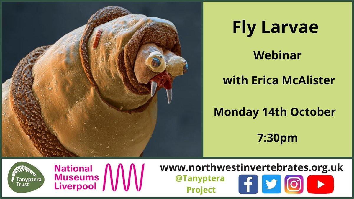 Tanyptera Project tweet media