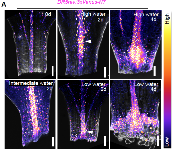 Charles Melnyk (@charlesmelnyk) on Twitter photo “Water availability determines plant regeneration fates”, our latest work is out in <a href="/biorxiv_plants/">bioRxiv Plant Bio</a> led by <a href="/kareemvk/">Abdul Kareem</a>. A thread 👇
biorxiv.org/content/10.110… “Water availability determines plant regeneration fates”, our latest work is out in <a href="/biorxiv_plants/">bioRxiv Plant Bio</a> led by <a href="/kareemvk/">Abdul Kareem</a>. A thread 👇
biorxiv.org/content/10.110…